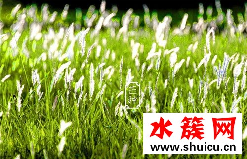 芒种节气如何养生