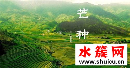 芒种节气如何养生