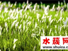 芒种节气如何养生 芒种养生吃什么