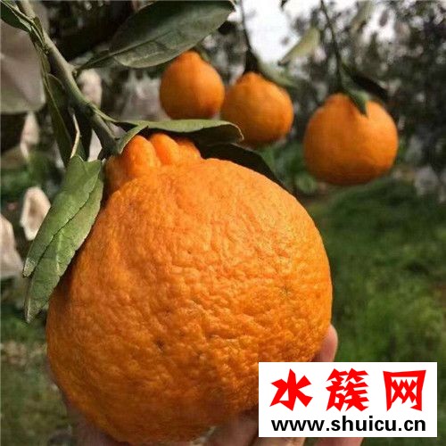 丑橘是热性还是凉性