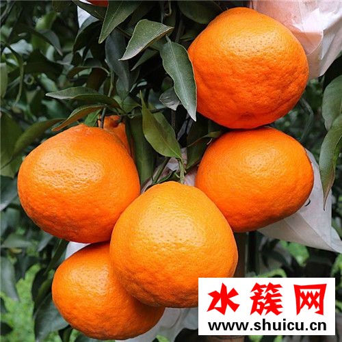 丑橘是热性还是凉性
