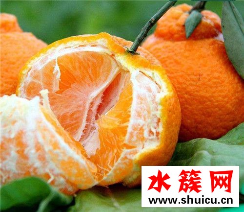 丑橘是热性还是凉性