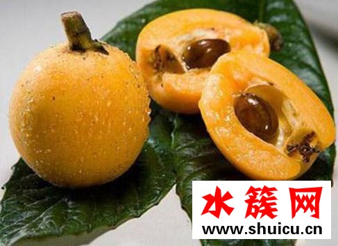 枇杷核能吃吗
