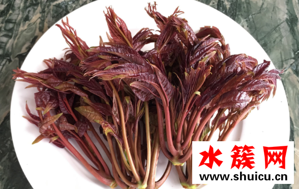 香椿可以晒干保存吗