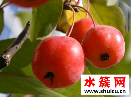 海棠果能吃吗