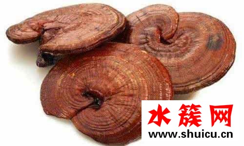 什么是血灵芝？