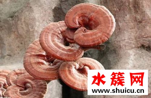 什么是血灵芝？