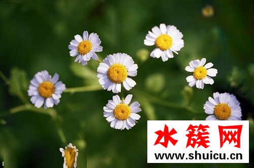 洋甘菊面膜哪个牌子好