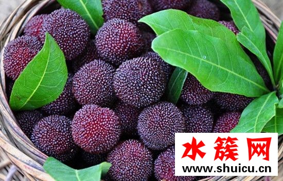 杨梅要怎么洗