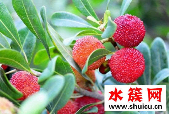 杨梅要怎么洗