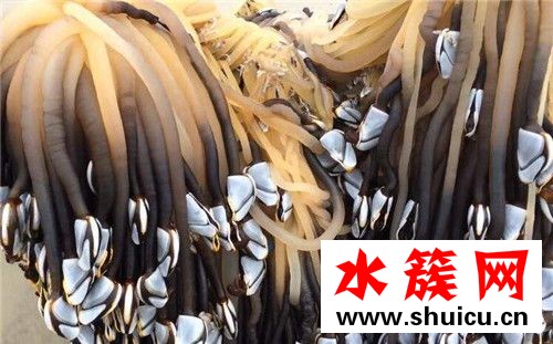 鹅颈藤壶多少钱一斤