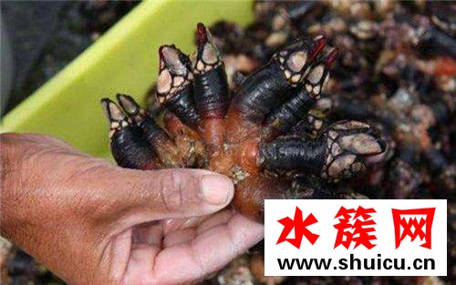 鹅颈藤壶多少钱一斤