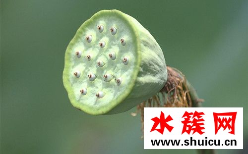 莲蓬一天吃几个最好