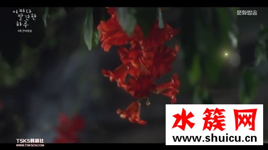 偶然发现的一天红色的花是什么
