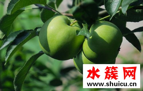 孕妇可以吃青苹果吗？