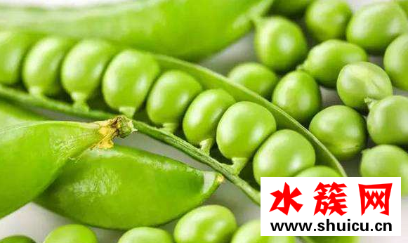豌豆的热量