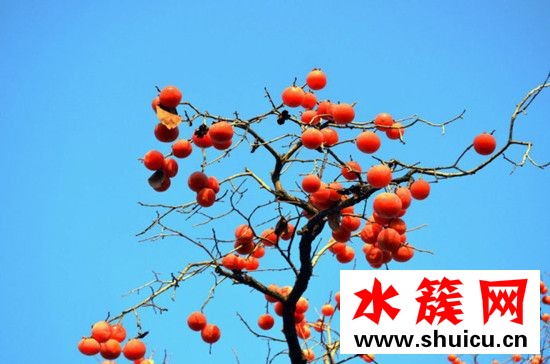 孕妇能吃柿子吗