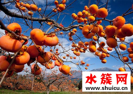 孕妇能吃柿子吗