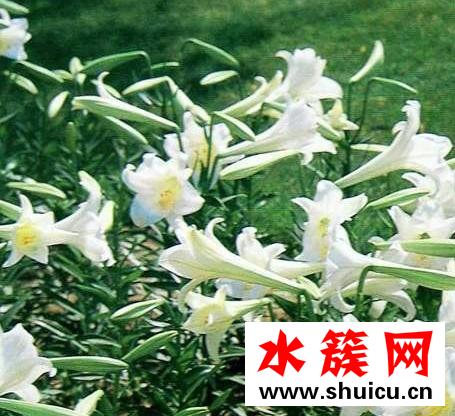 哪些水果吃了会上火？