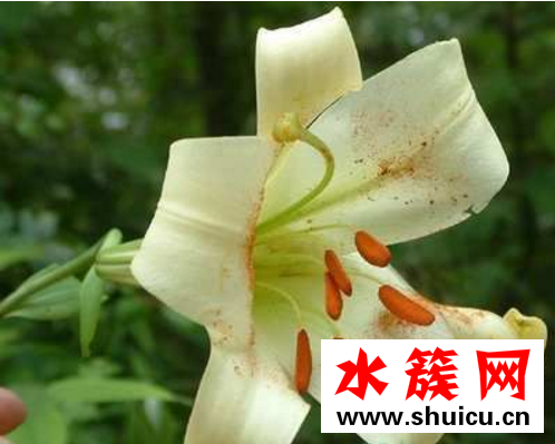 哪些水果吃了会上火？
