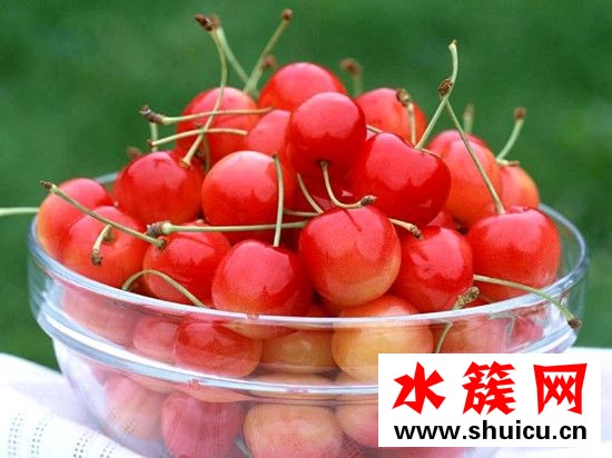 樱桃是樱花的果实吗