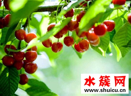 樱桃是樱花的果实吗