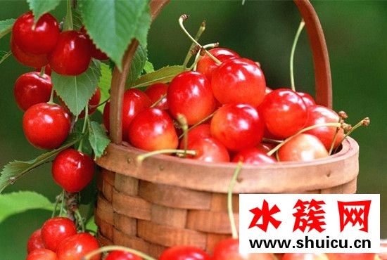 樱桃是樱花的果实吗