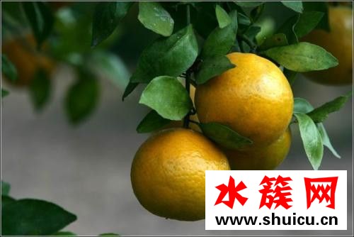皇帝柑有籽吗