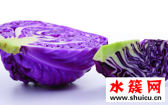 紫甘蓝和包菜的区别