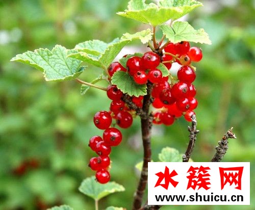 醋栗是什么