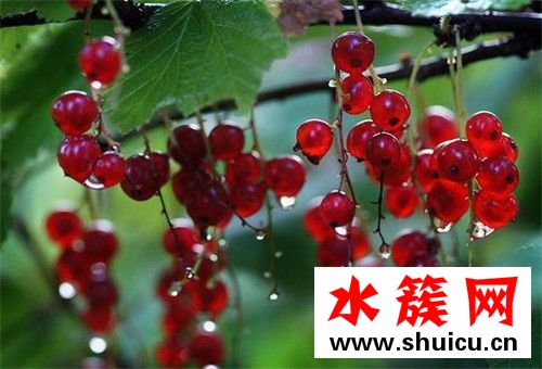 醋栗是什么