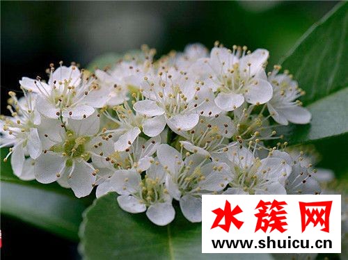 石楠花为什么那个味道
