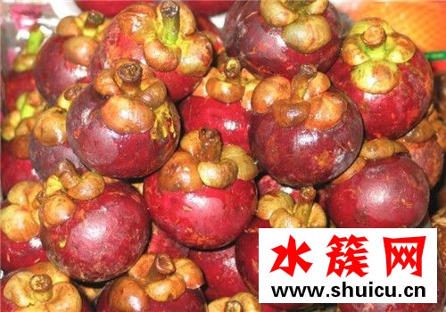 山竹为什么容易坏