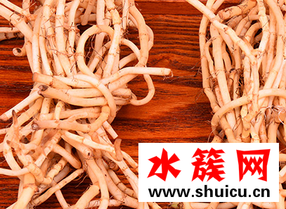 鱼腥草可以长期泡水喝吗