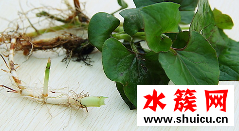 鱼腥草可以长期泡水喝吗