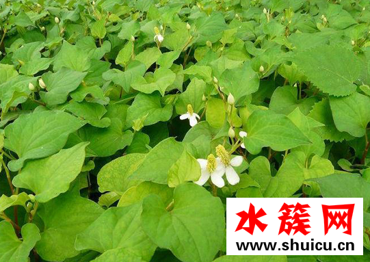 鱼腥草可以长期泡水喝吗