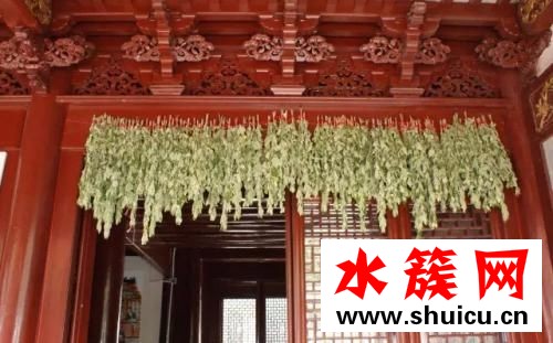 端午节门前为什么要挂艾草