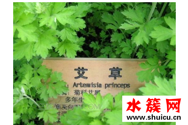 干艾草泡脚有什么作用？