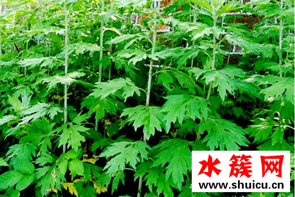 干艾草泡脚有什么作用？