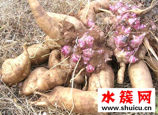 雪莲果怎么吃