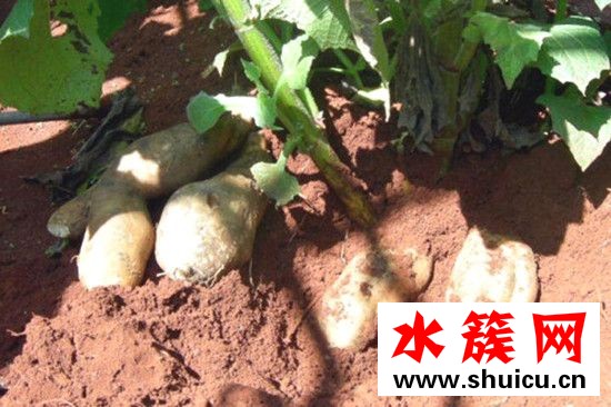 雪莲果怎么吃