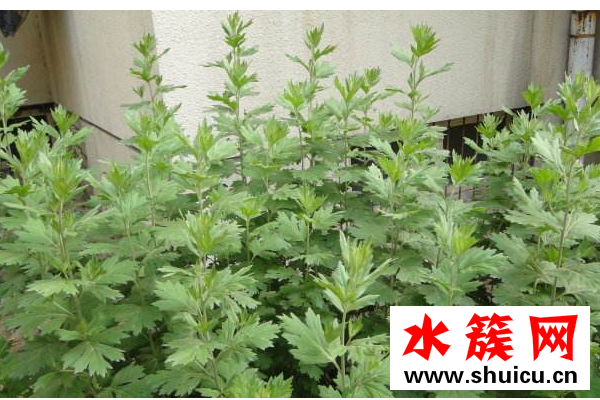 艾草什么时候采摘最好？