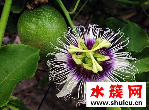 西番莲是什么？
