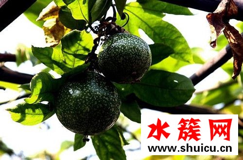 西番莲是什么？